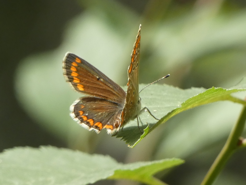 Aricia agestis - szerecsenboglárka