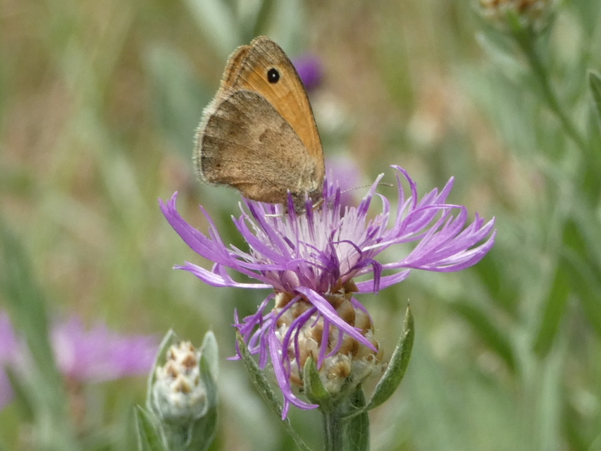 Coenonympha pamphilus - kis szénalepke