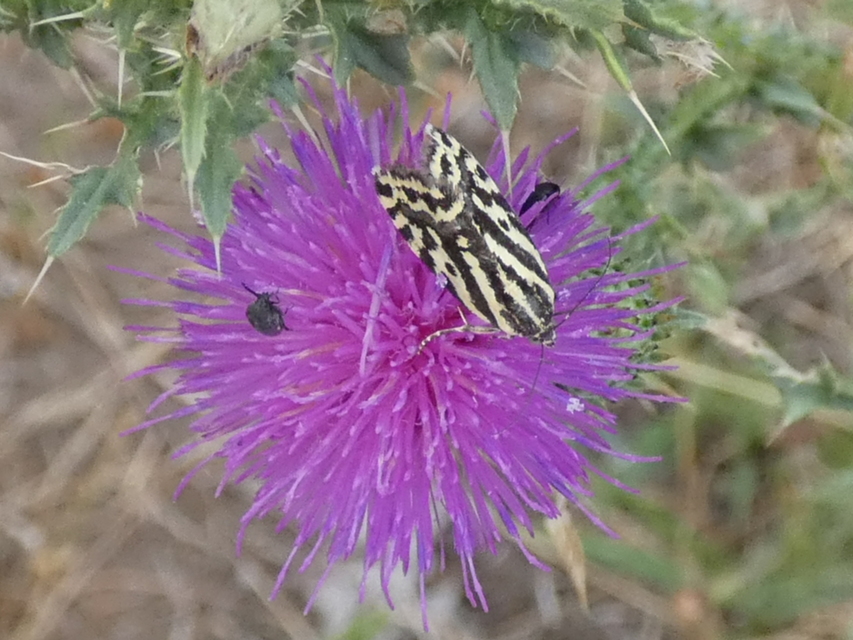 Emmelia trabealis - zebrabagoly