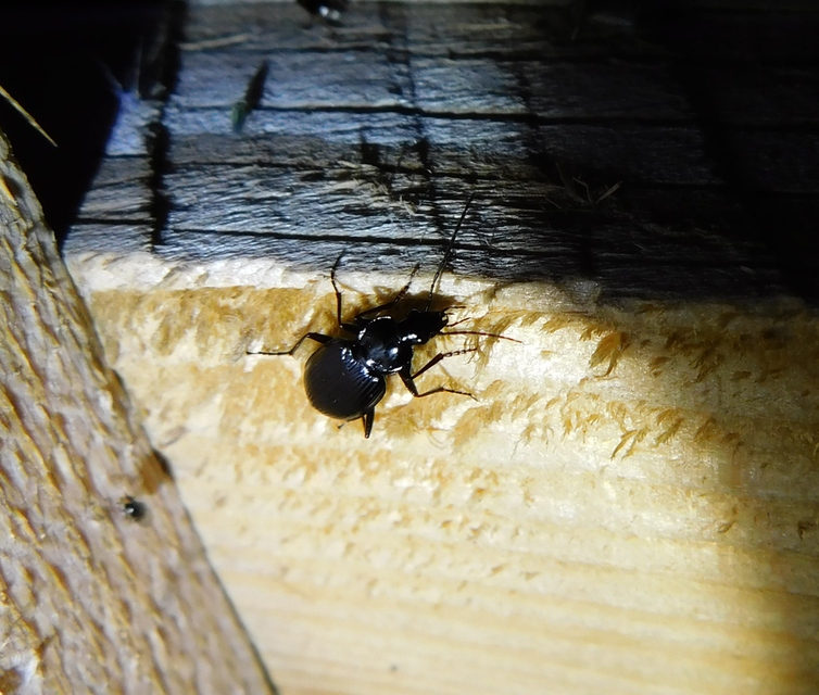 Agonum Agonum