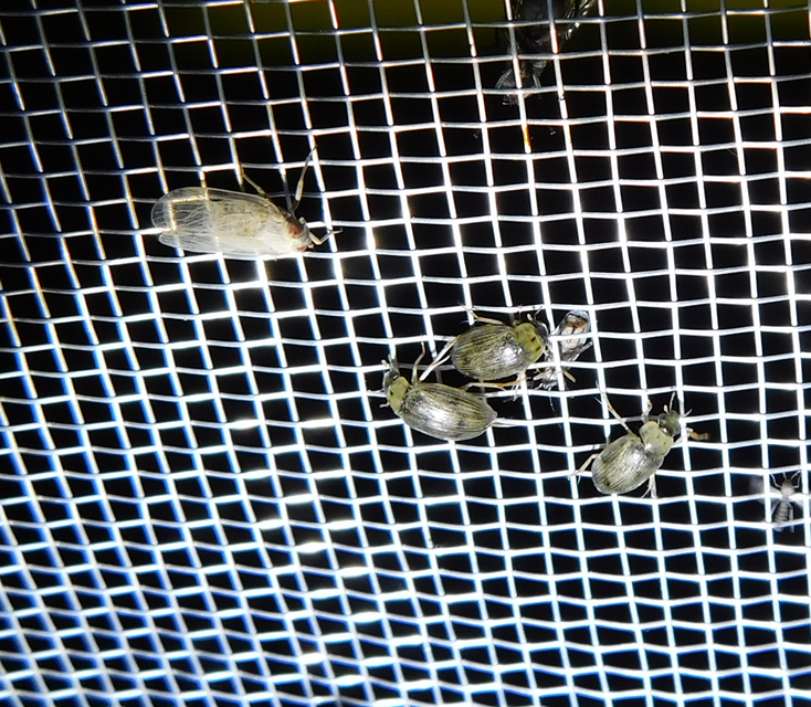 Berosus spinosus - széki szemescsibor Berosus spinosus - széki szemescsibor
