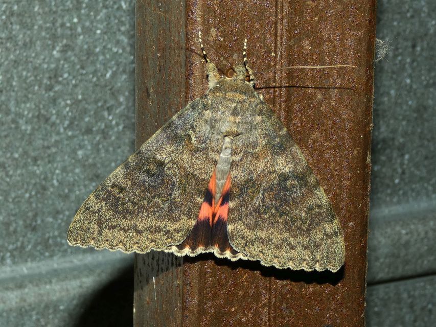 Catocala elocata - közönséges övesbagoly