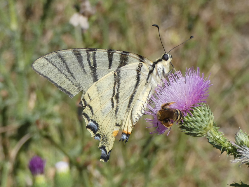 Iphiclides podalirius - kardoslepke