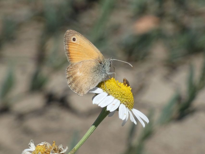Coenonympha pamphilus - kis szénalepke