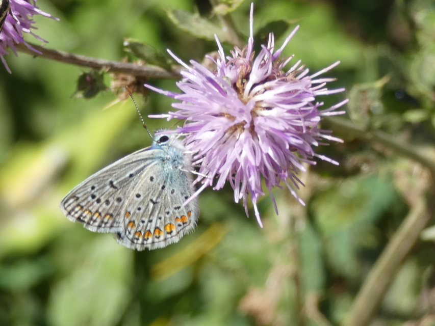 Polyommatus icarus - közönséges boglárka