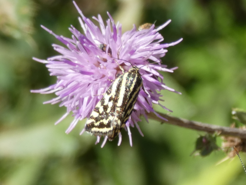 Emmelia trabealis - zebrabagoly