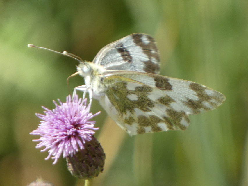 Pontia edusa - rezedalepke