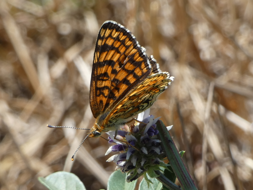 Melitaea phoebe - nagy tarkalepke