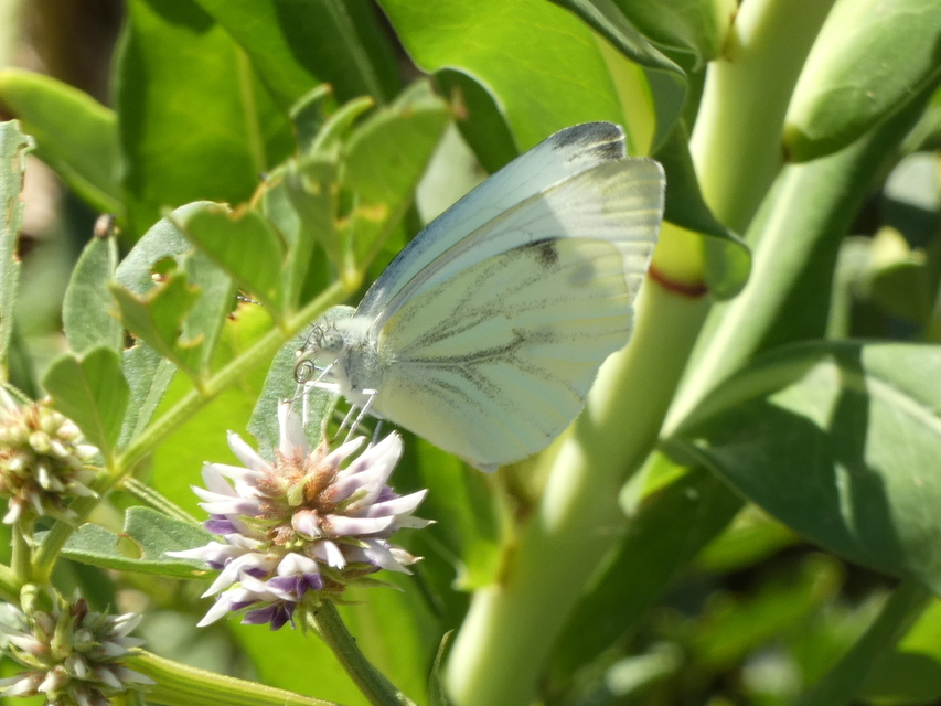 Pieris napi - repcelepke