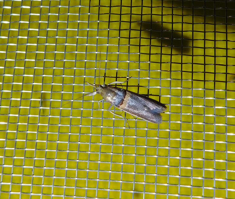 Etiella zinckenella - akácmoly