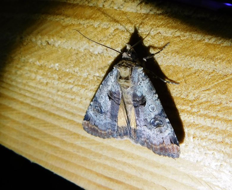 Epilecta linogrisea - karcsú sárgafűbagoly