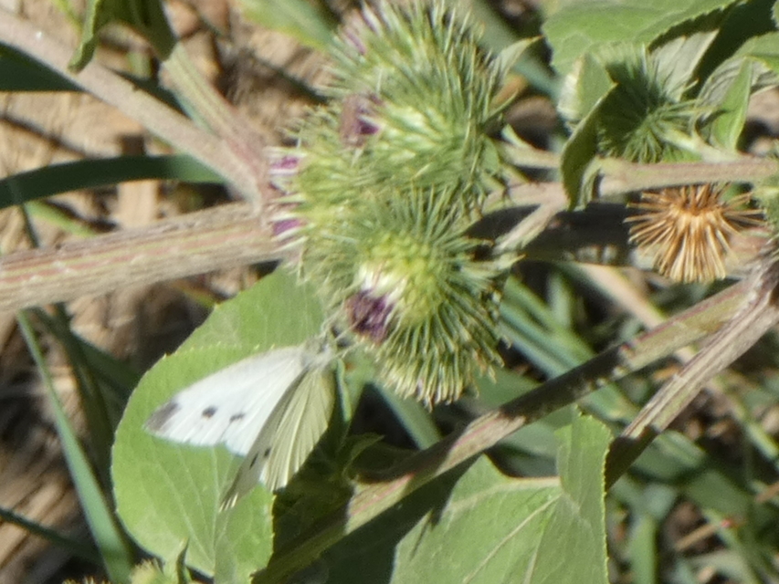 Pieris rapae - répalepke