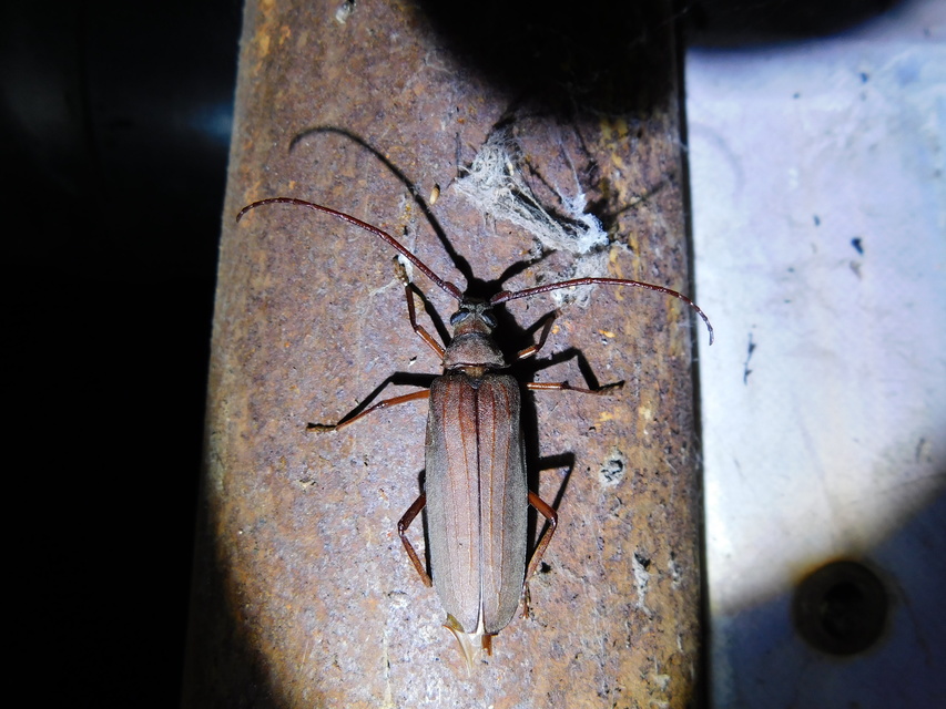 Aegosoma scabricorne - diófacincér