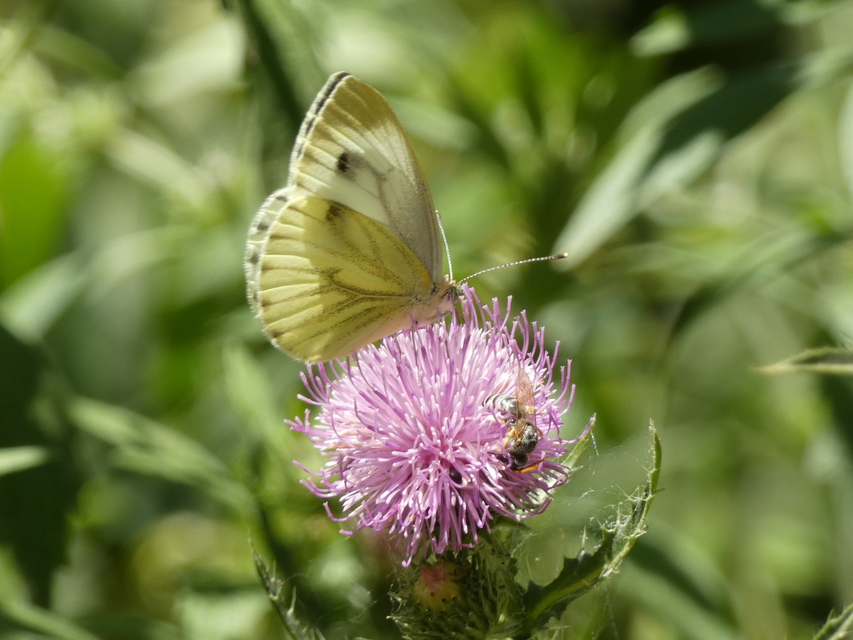 Pieris napi - repcelepke