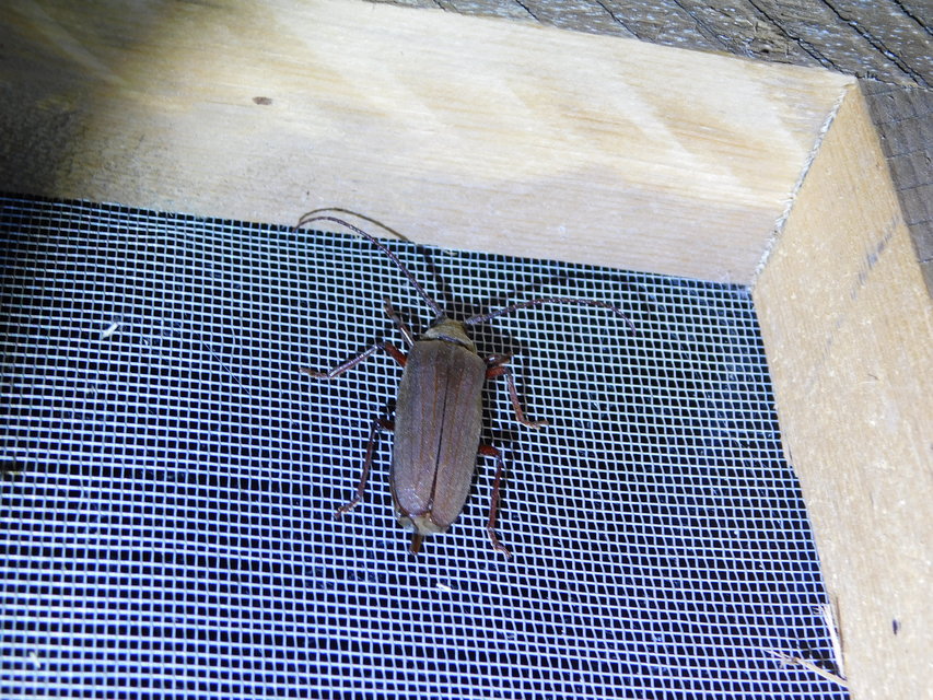 Aegosoma scabricorne - diófacincér