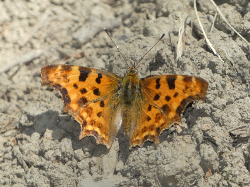 Nymphalis c-album - C-betűs lepke