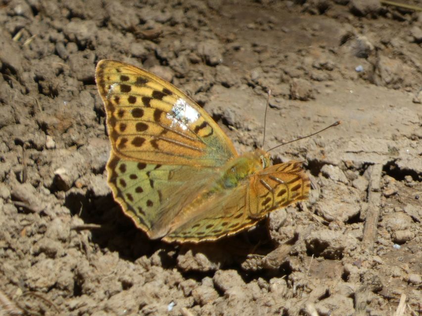 Argynnis pandora - zöldes gyöngyházlepke