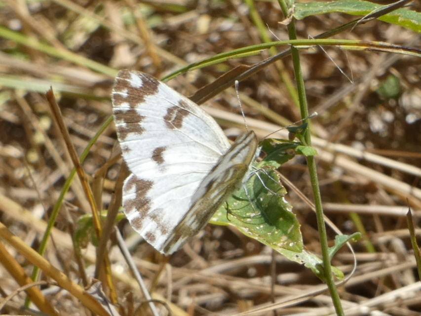 Pontia edusa - rezedalepke