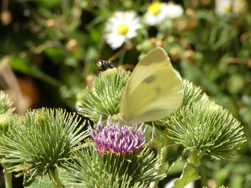 Pieris rapae - répalepke