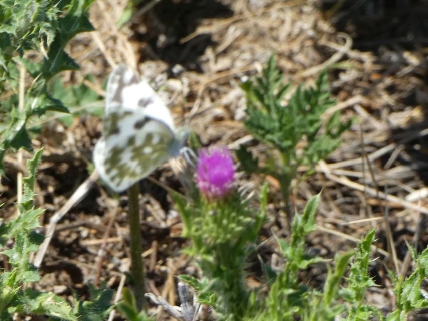 Pontia edusa - rezedalepke