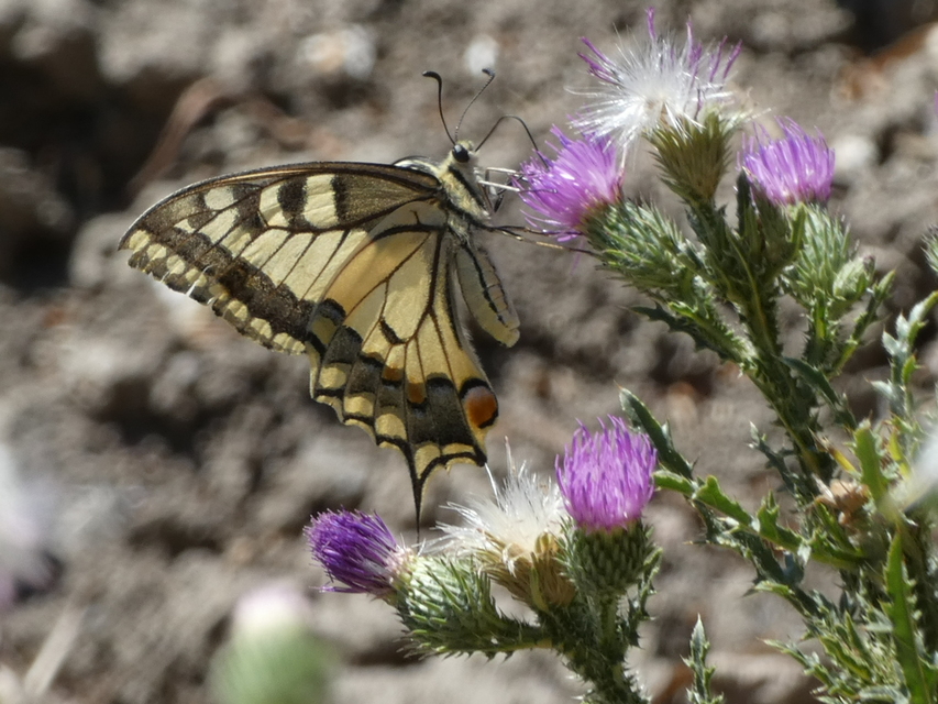 Papilio machaon - fecskefarkú lepke