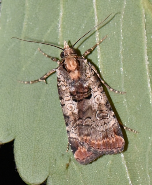 Epilecta linogrisea - karcsú sárgafűbagoly