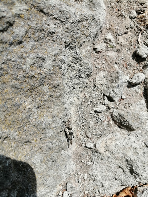 Oedipoda caerulescens - kékszárnyú sáska