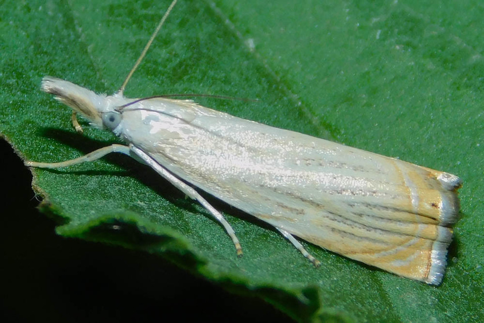Chrysoteuchia culmella - kerti fűgyökérmoly