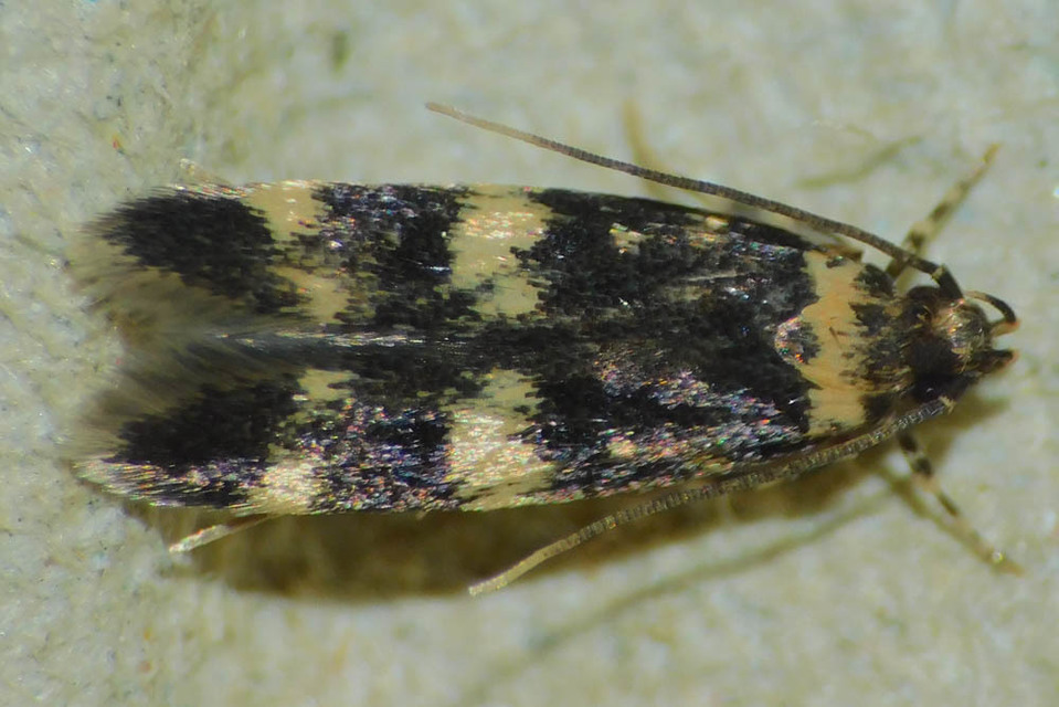 Oegoconia
