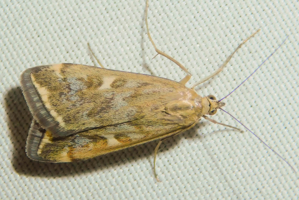 Loxostege sticticalis - muszkamoly