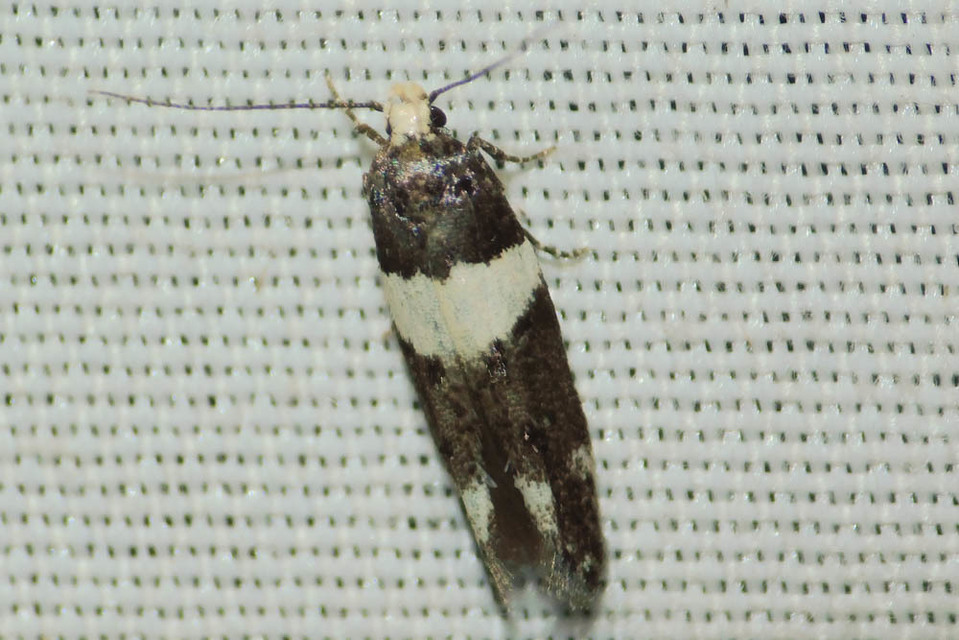 Recurvaria leucatella - nagy vörös-rügysodrómoly