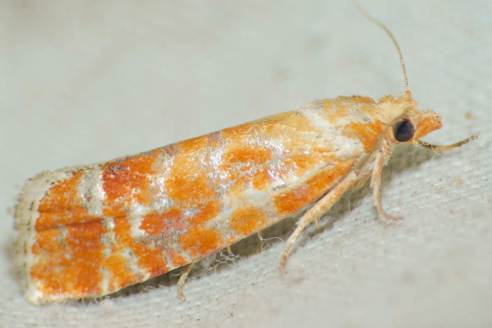 Rhyacionia