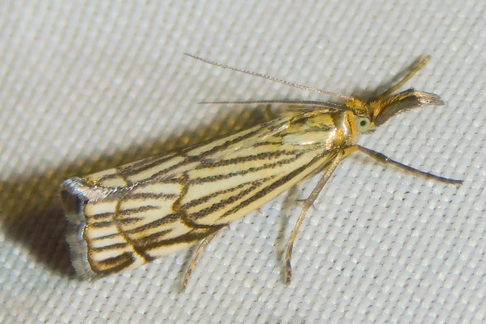 Chrysocramboides craterella - rácsos fűgyökérmoly