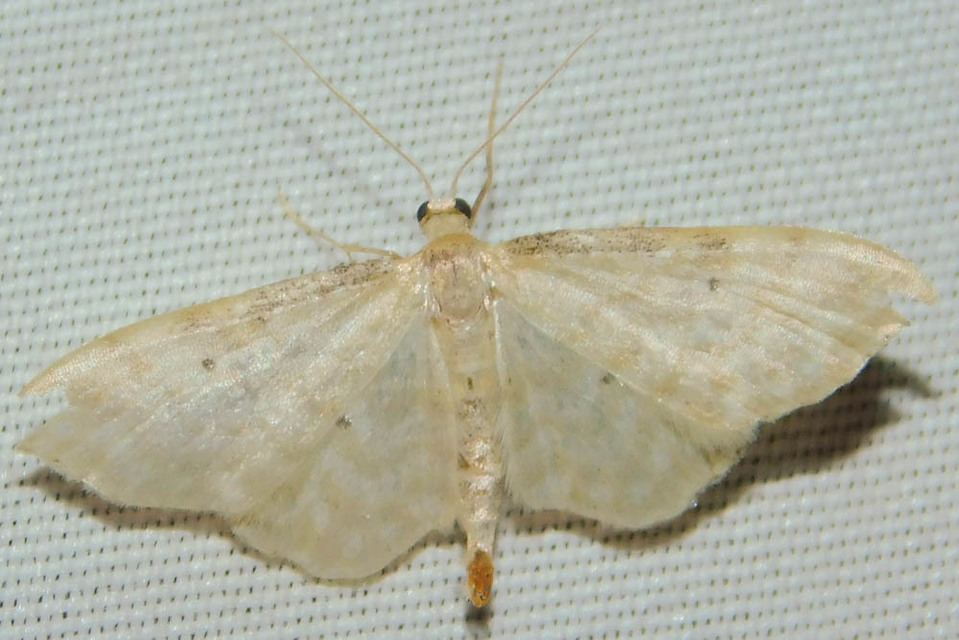 Idaea fuscovenosa - szürkeszélű apróaraszoló