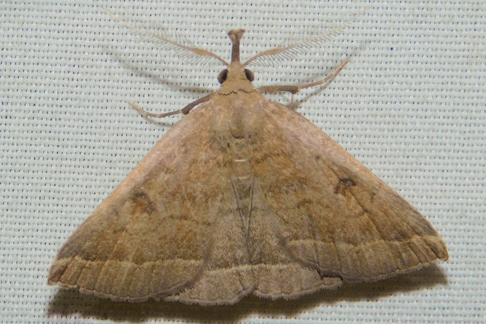 Pechipogo plumigeralis - tollascsápú karcsúbagoly