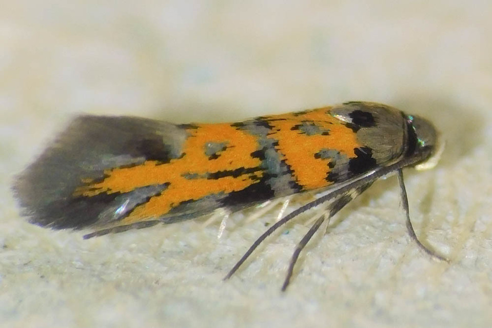 Chrysoesthia drurella - labodarágó sarlósmoly
