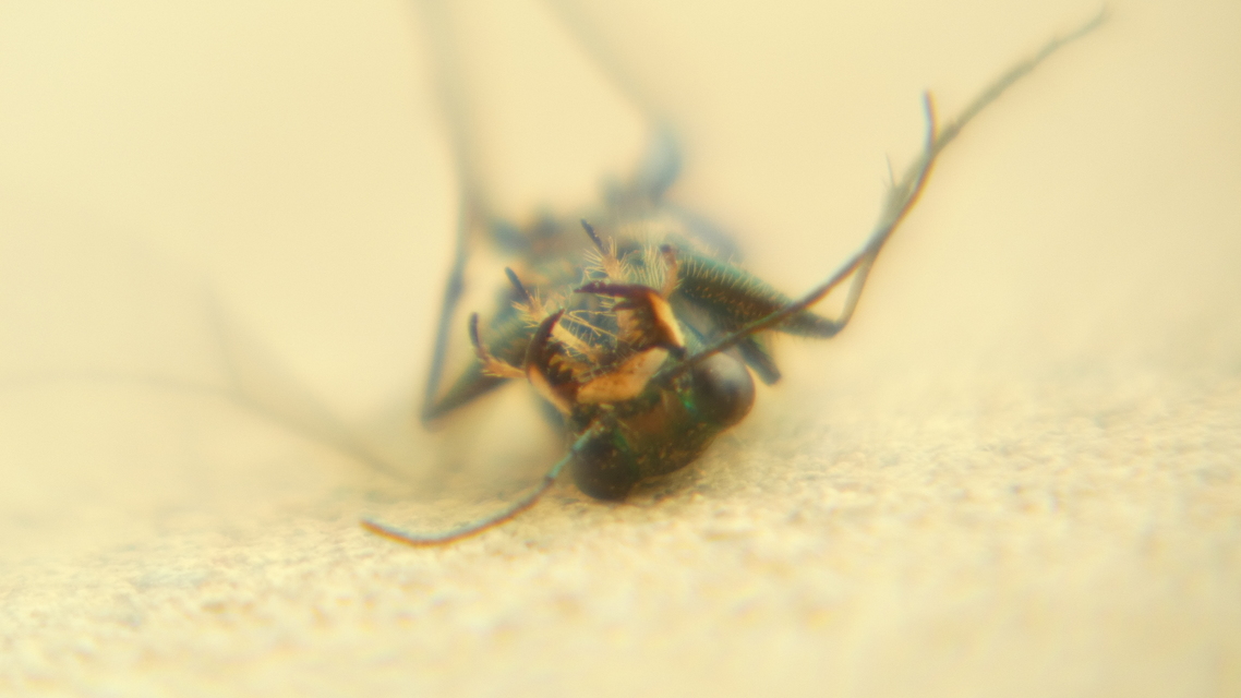 Cylindera germanica - parlagi homokfutrinka