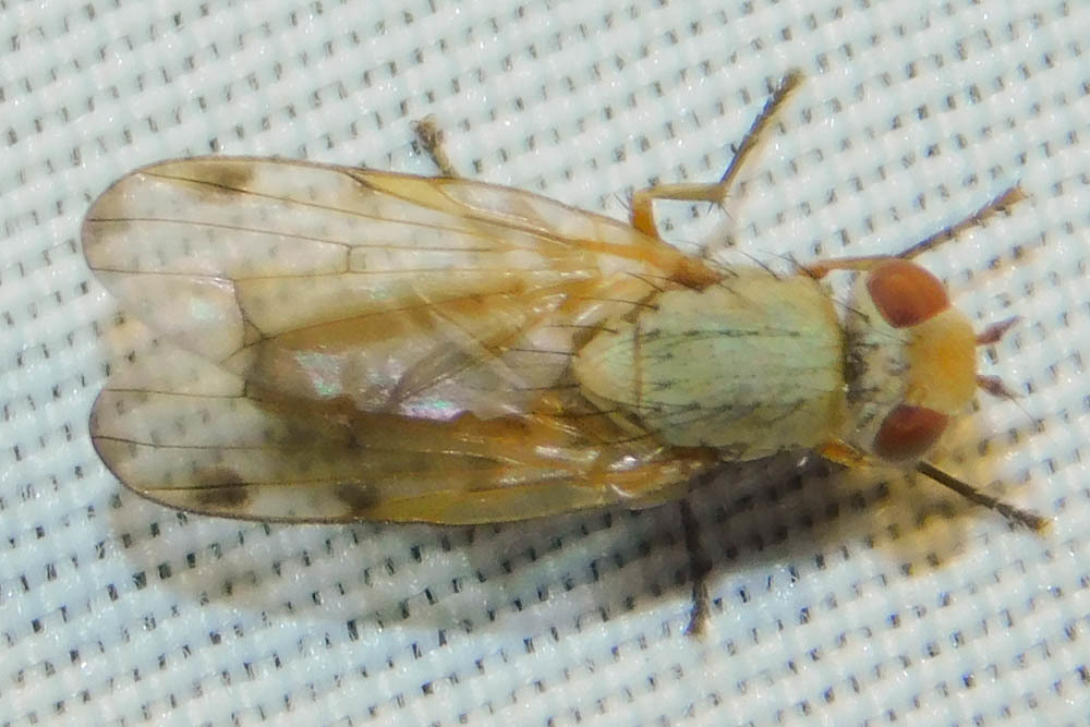 Melieria acuticornis