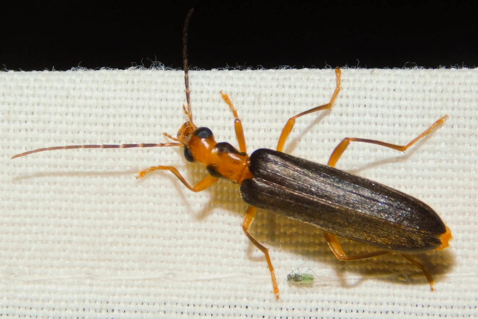 Nacerdes carniolica - karnóliai álcincér