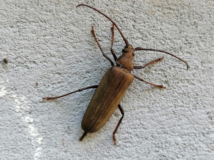 Aegosoma scabricorne - diófacincér