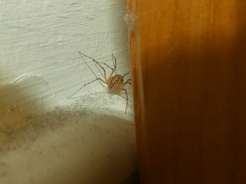 Scytodes thoracica - közönséges csupaszpók