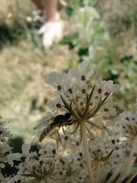 Sphaerophoria