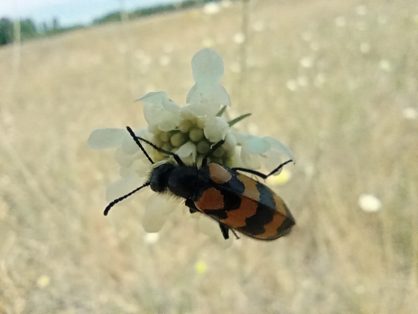 Mylabris variabilis - szalagos hólyaghúzó Mylabris variabilis - szalagos hólyaghúzó