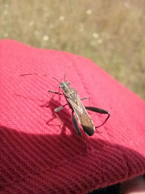 Camptopus lateralis - görbelábú karimáspoloska
