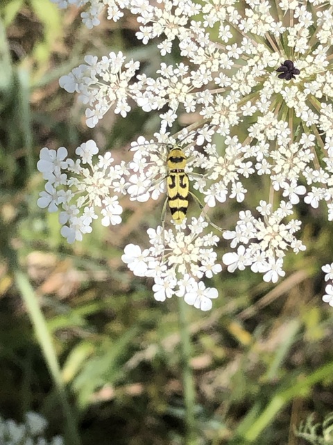 Chlorophorus varius - díszes darázscincér