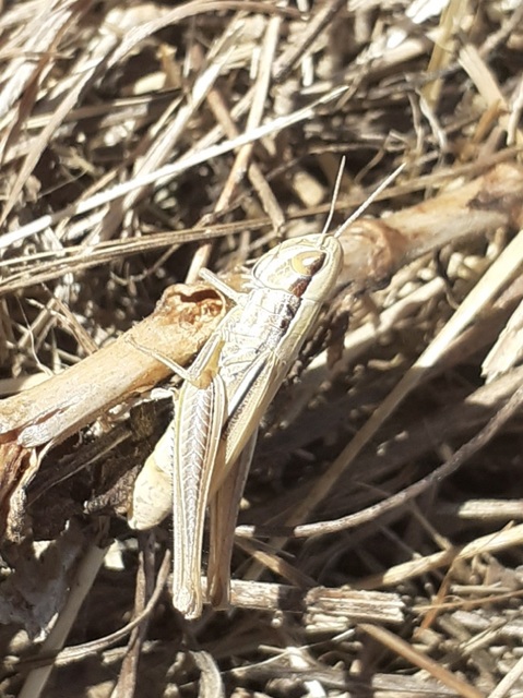 Euchorthippus declivus - rövidszárnyú rétisáska