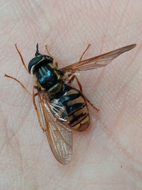 Chrysotoxum cautum - gyakori öveslégy