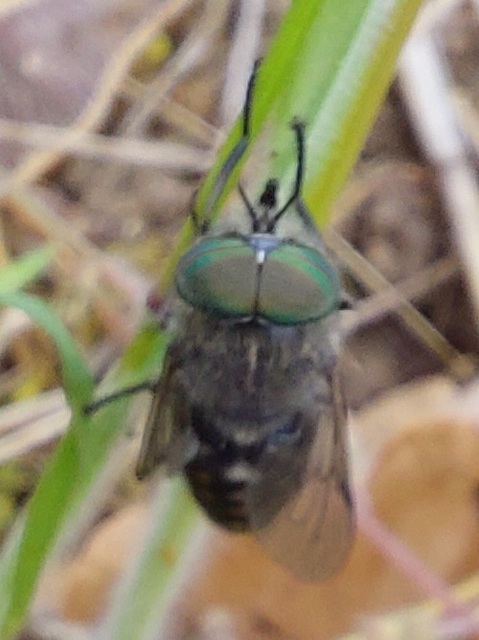 Tabanus