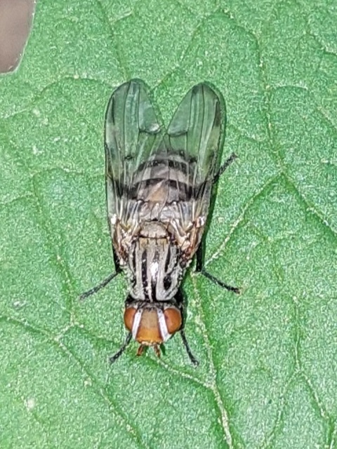 Ulidiidae - foltosszárnyú legyek