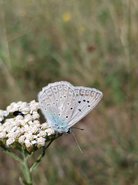 Polyommatus daphnis - csipkés boglárka